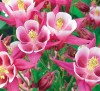 AQUILEGIA MIX